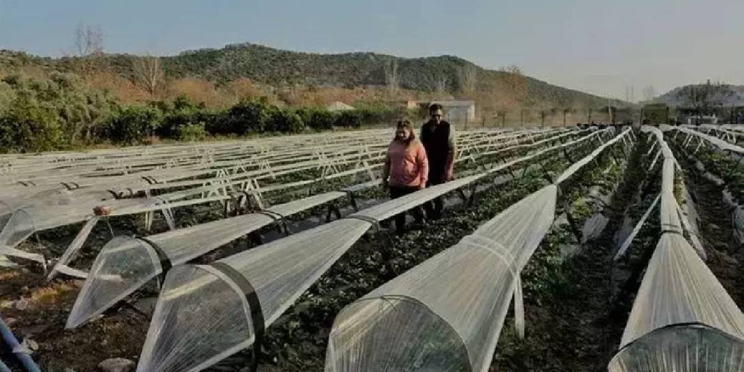 Eşini ikna etmesi hasattan daha zor olsa da başardı, işe koyuldu! Haftalık 300 kg üretiyor: Kilosu tarlada 80 TL ediyor 6